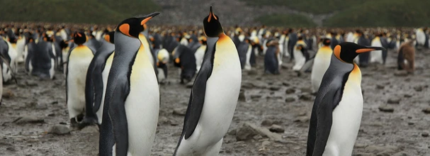 Google Releases Penguin 3.0